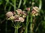 Astrantia major Rosea